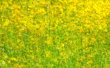 Blumenwiese mit gelben Löwenzahnblumen