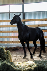 Portrait head shot closeup of a young saddle horse indoor