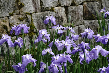 Obraz premium 菖蒲の花満開
