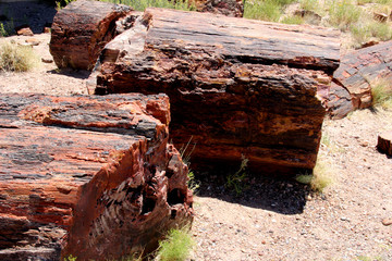 Fototapeta premium Petrified wood in Arizona National Park