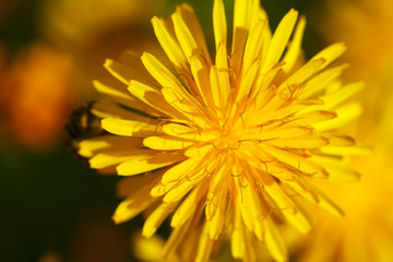 Gelbe Löwenzahnblüte