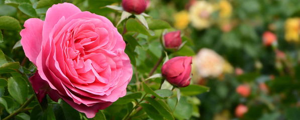 Blumen 1090