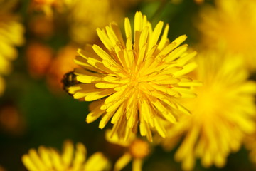 Gelbe Löwenzahnblüte