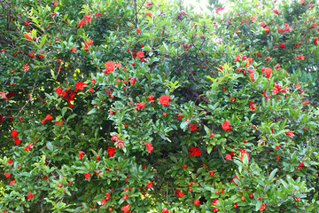 Blooming pomegranate tree with red flowers