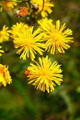 Gelbe Löwenzahnblüte