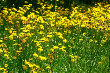 Blumenwiese mit gelben Löwenzahnblumen