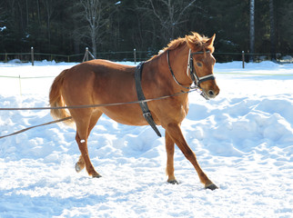 Brown horse in winter training