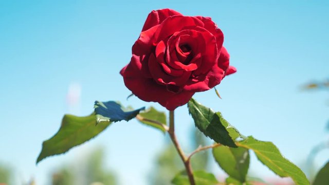 rose red flower against blue sky. nature the flower with lifestyle green leaves beautiful flower