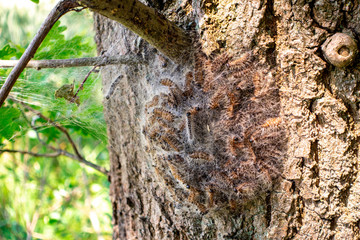 Nester des Eichenprozessionsspinners