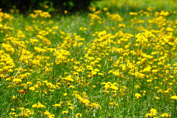 Blumenwiese mit gelben Löwenzahnblumen