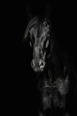 Fototapeta na wymiar Portrait of a black horse on the black background