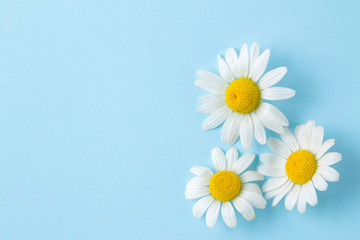 Chamomile. Medicinal little chamomile flowers on a gentle light blue background. top view. space for text