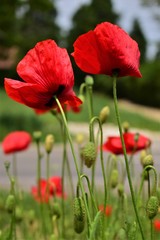 red poppies in a field