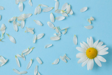 Chamomile. Medicinal little daisy flowers and petals on a gentle light blue background. top view