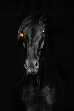 Portrait of a black horse on the black background