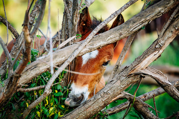 Brown Horse in the forest, scratching head using a log. Horse has a thick coat of fur.