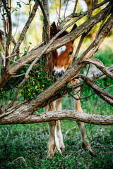 Brown Horse in the forest, scratching head using a log. Horse has a thick coat of fur.