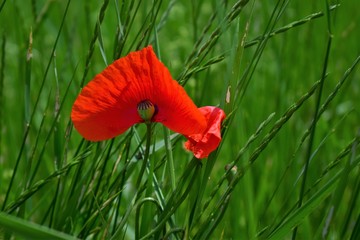 red poppy in a field