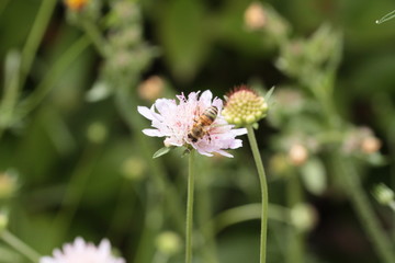 Fototapeta premium insectes en 2019