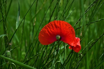 poppy in the grass