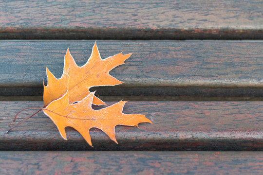 Orange leaves of red oak on a bench in the park in the fall_