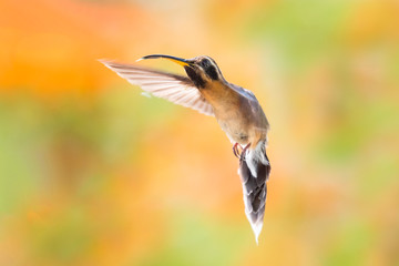 A brown Little Hermit hummingbird, Phaethornis longuemareus, hovering with a blurred orange and green background.