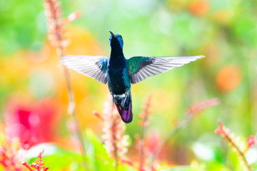 Beautiful, male Black-throated Mango hummingbird, Anthracothorax nigricollis, hovering in a garden with colorful flowers.