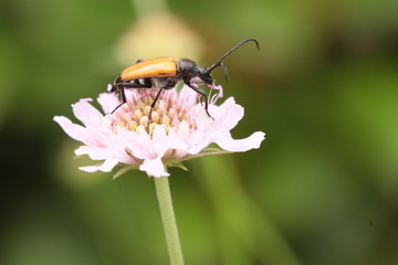 insectes en 2019