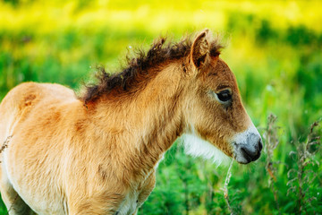 Naklejka na ściany i meble Cute shetland foal walking through the meadow, exploring the world.