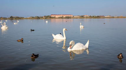 Group of white swans and ducks swimming on the dirty lake in polluted water. Environmental protection.