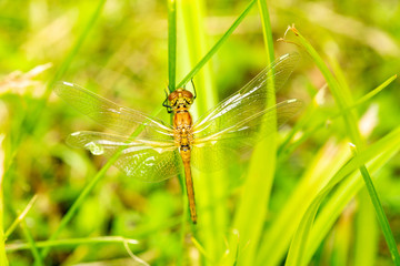 Dragonfly in a green grass