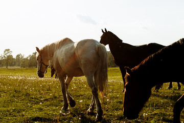 Wild horses range the Pryor Mountains outside Lovell, Wyoming.