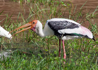 Painted stork and Heron in Sri Lanka National Park