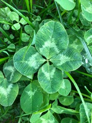 Vierbl&auml;ttriges Kleeblatt im Gras