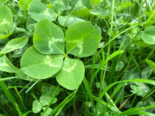 Vierblättriges Kleeblatt im Gras