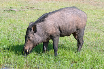 Wild boar in a national Park of Sri Lanka