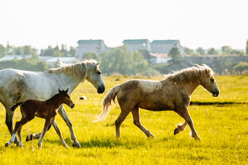 Herd of Horses Back to the Pasture in the Countryside. Herd. Evening.