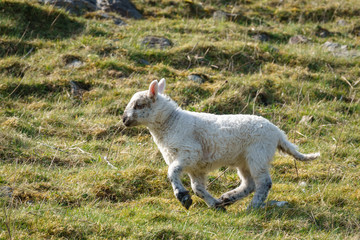 Lamm