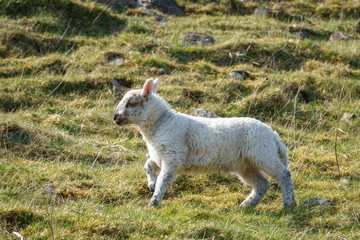Lamm