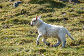 Lamm