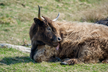 Fototapeta premium Schottisches Hochlandrind