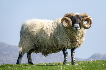 Schaf