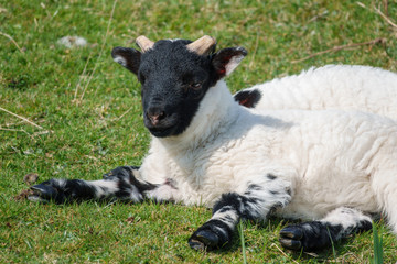 Lamm