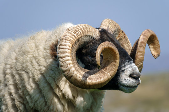 รูปภาพRammen – เลือกดูภาพถ่ายสต็อก เวกเตอร์ และวิดีโอ2,138 | Adobe Stock