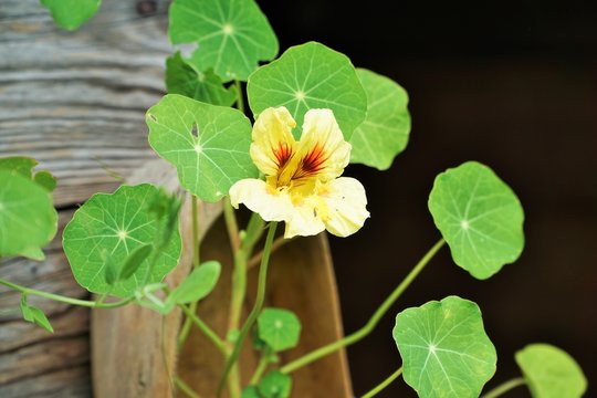 Bl&uuml;te der Kapuzinerkresse