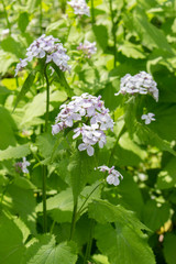 Lunaria rediviva blooms in clusters of small flowers purple pink white long stems with leaves. Garden of medicinal plants in Moscow. Lunaria rediviva flowers close-up