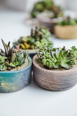 Fototapeta na wymiar Close up view of green succulents in textured flowerpots on white background
