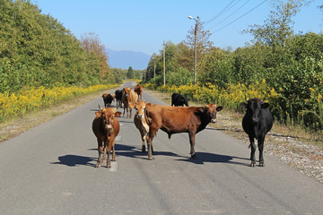 Cows on the road in Georgia.