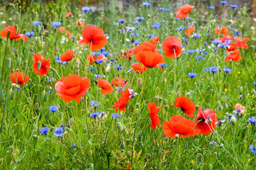 Fototapeta premium Blühende Wiese mit Mohn und Kornblumen