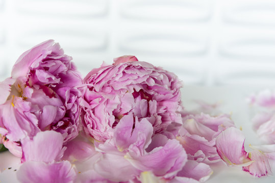 Pink Peony Flower Blooms Lay Flat - Full Blooming Peonies with Loose Petals - Fresh Summer Floral Arrangement